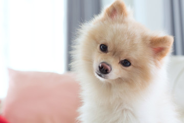 question face of pomeranian dog