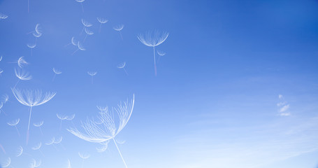 3d rendering of dandelion blowing silhouette. Flying blow dandel