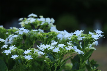 梅雨時の風物詩　紫陽花の花