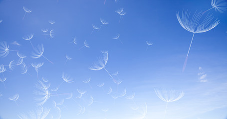 3d rendering of dandelion blowing silhouette. Flying blow dandel