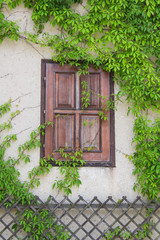 Old wooden window overgrown with ivy, Czech