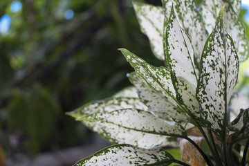 White leaves in nature background