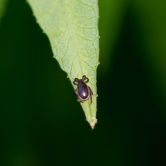 Männliche Zecke, Gemeiner Holzbock (Ixodes ricinus) lauert unter einem Blatt vom Schmalblättrigen Weidenröschen (Epilobium angustifolium), Niedersachsen, Deutschland, Europa