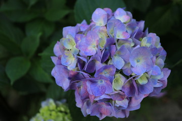梅雨時の風物詩　紫陽花の花