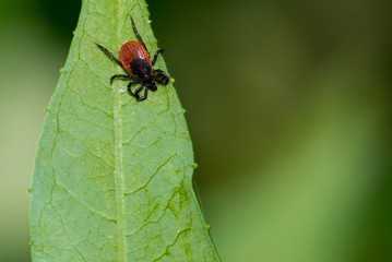 Fototapeta premium Weibliche Zeck, Gemeiner Holzbock (Ixodes ricinus) lauert unter einem Blatt vom Schmalblättrigen Weidenröschen (Epilobium angustifolium), Niedersachsen, Deutschland, Europa