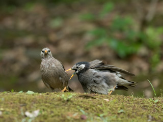 椋鳥のつがい