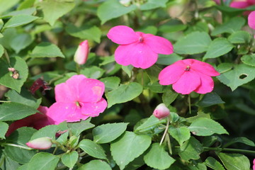 Pink Vinca 