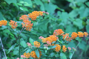 Butterfly weed