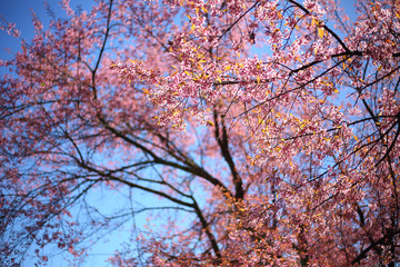 Beautiful pink cherry blossom flower blooming