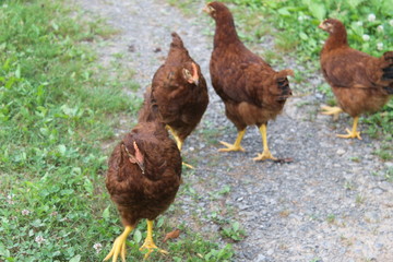 Brown hens