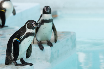 Obraz premium ペンギン