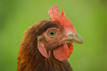 Huhn