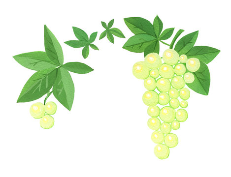 Two stylized clusters of grapes with leaves, isolated on white background. Gouache
