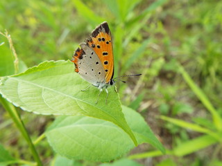 ベニシジミ orange butterfly