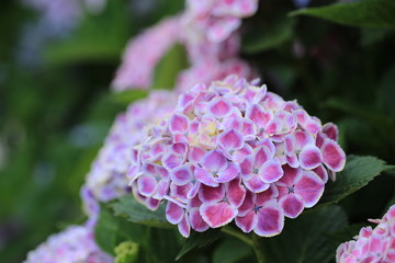 梅雨時の風物詩　紫陽花の花
