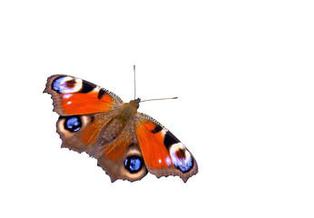 Fototapeta na wymiar Butterfly peacock (Aglais io, European peacock) on a white background