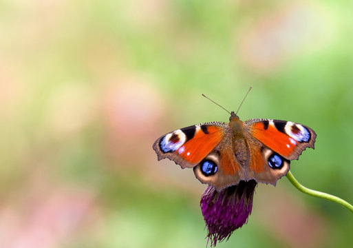 Butterfly peacock (Aglais io, European peacock) on pink flower on blur green background forest