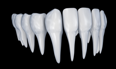 Human Teeth 3d instalation. Medically accurate dentistry anatomy.