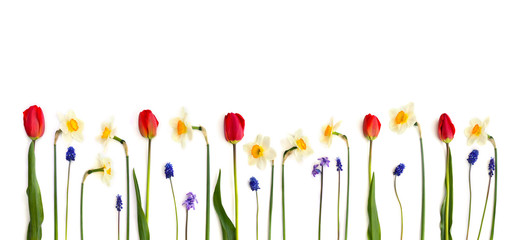 Red tulips, narcissus, hyacinths and muscari on white background. Top view. Flat lay
