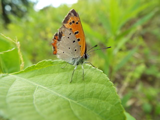 Fototapeta na wymiar ベニシジミ orange butterfly