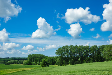 Landschaft mit Bäumen und Wiese