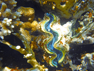 Multicolored corals in the tropical sea.