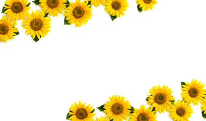 Flowers of sunflower with leaves on white a background with space for text