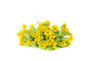 Blooming Primula veris (common names: common cowslip, cowslip, petrella, herb peter, paigle, peggle, key flower, key of heaven, Primula officinalis Hill) on a white background