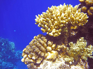 Fototapeta na wymiar Multicolored corals in the tropical sea.