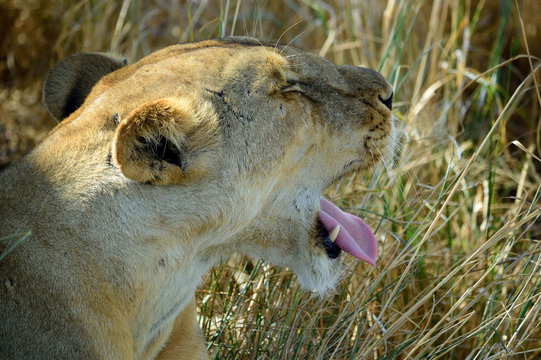 Yawning Lioness 2