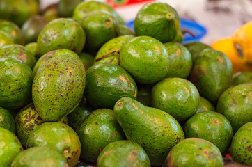 Exotic tropical fruit, green Avocado display for sell in market