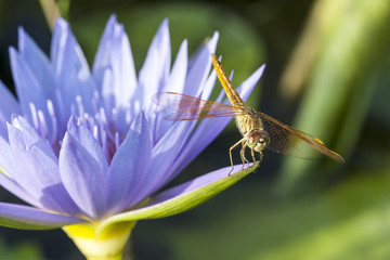 Dragonfly on purple lotus in nature background