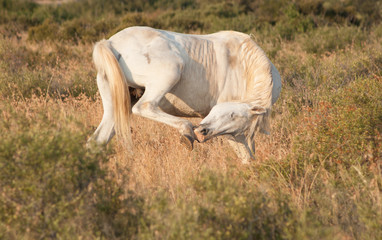 itching horse