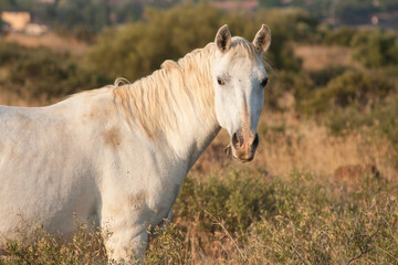 white horse standing and grazing
