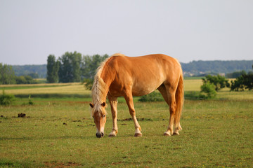 Naklejka na ściany i meble Horse eating in a green field meadow