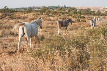 Fototapeta na wymiar white horse standing and grazing