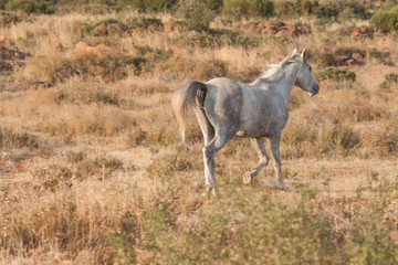 Plakat white horse standing and grazing