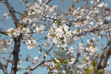 Flores de primavera