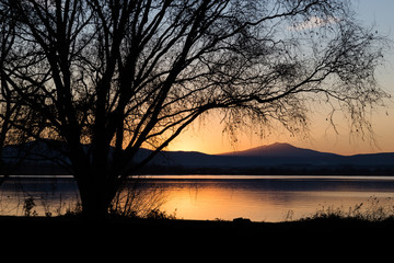 A big silhouette of a tree near a lake at sunset, with branches extending all over the frame
