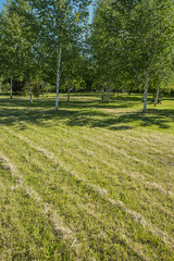 Diagonals of trimmed lawn grass