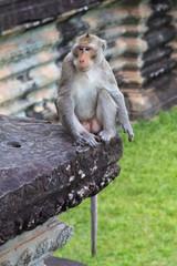Vigilant monkey at Angkor Wat, Cambodia