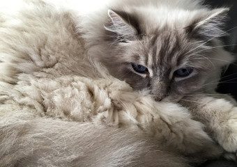 A portrait of a fluffy white Ragdoll Lilac Colorpoint cat with blue eyes.