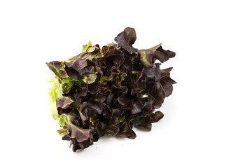 Green oak lettuce organic vegetable.