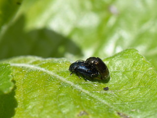 The willow beetle Phratora vulgatissima mating on a leaf