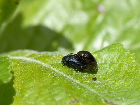 The willow beetle Phratora vulgatissima mating on a leaf
