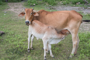 Brown cow and calf suckling in a prairie, 