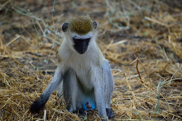 Green Monkey, Ruaha National Park