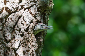 Grünspecht (Picus viridis)