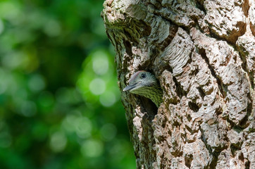 Grünspecht (Picus viridis)