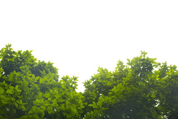 Green leaves isolated.